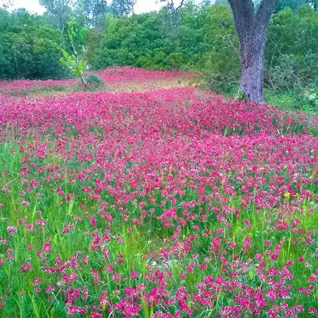 Trullo Rosa Gialla *